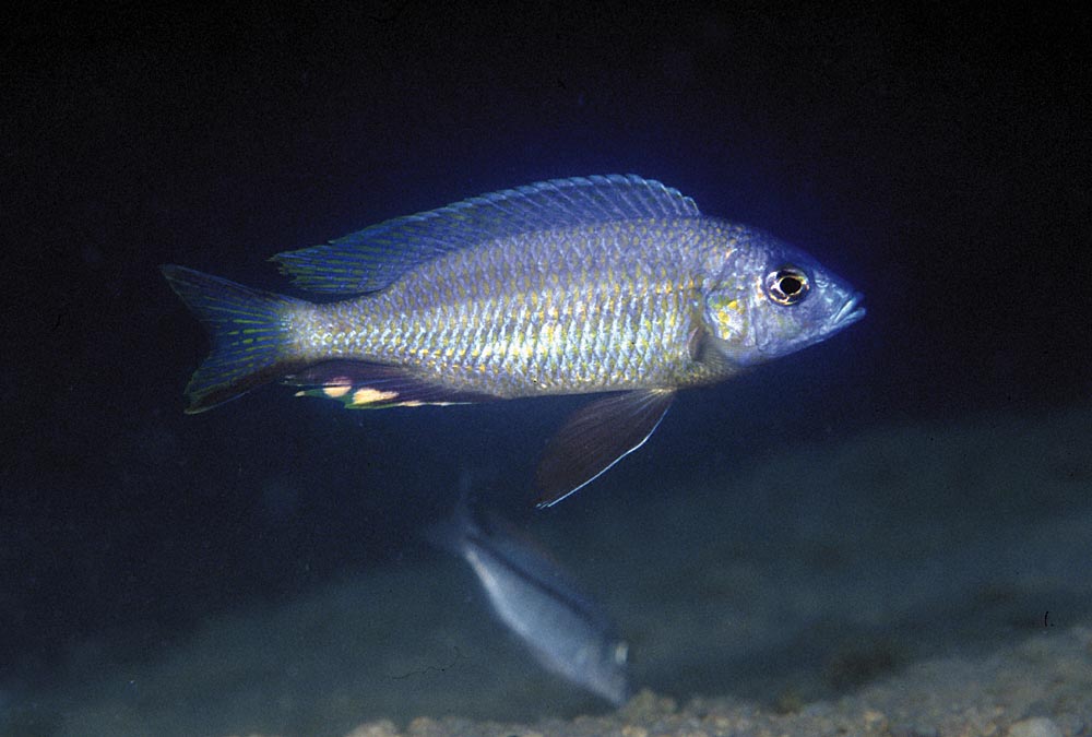 Nyassachromis eucinostomus, Otter Point