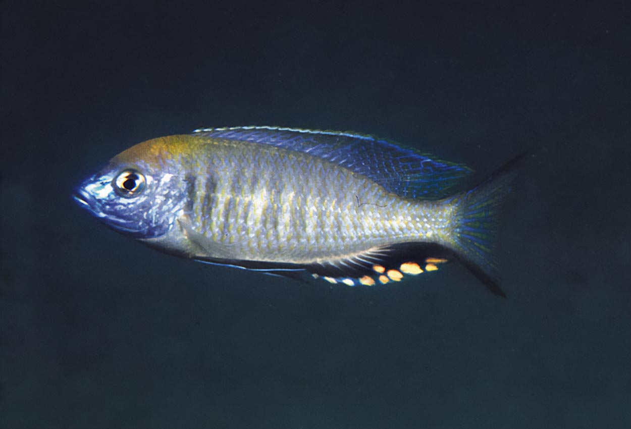 Oransjehåret utaka, oransjehåret eucinostomus