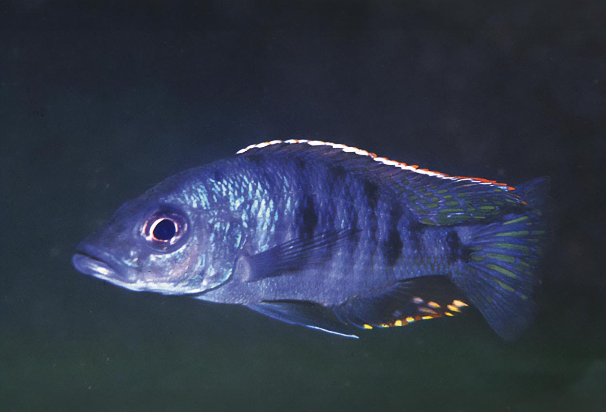 Hulefisken, hulekongen