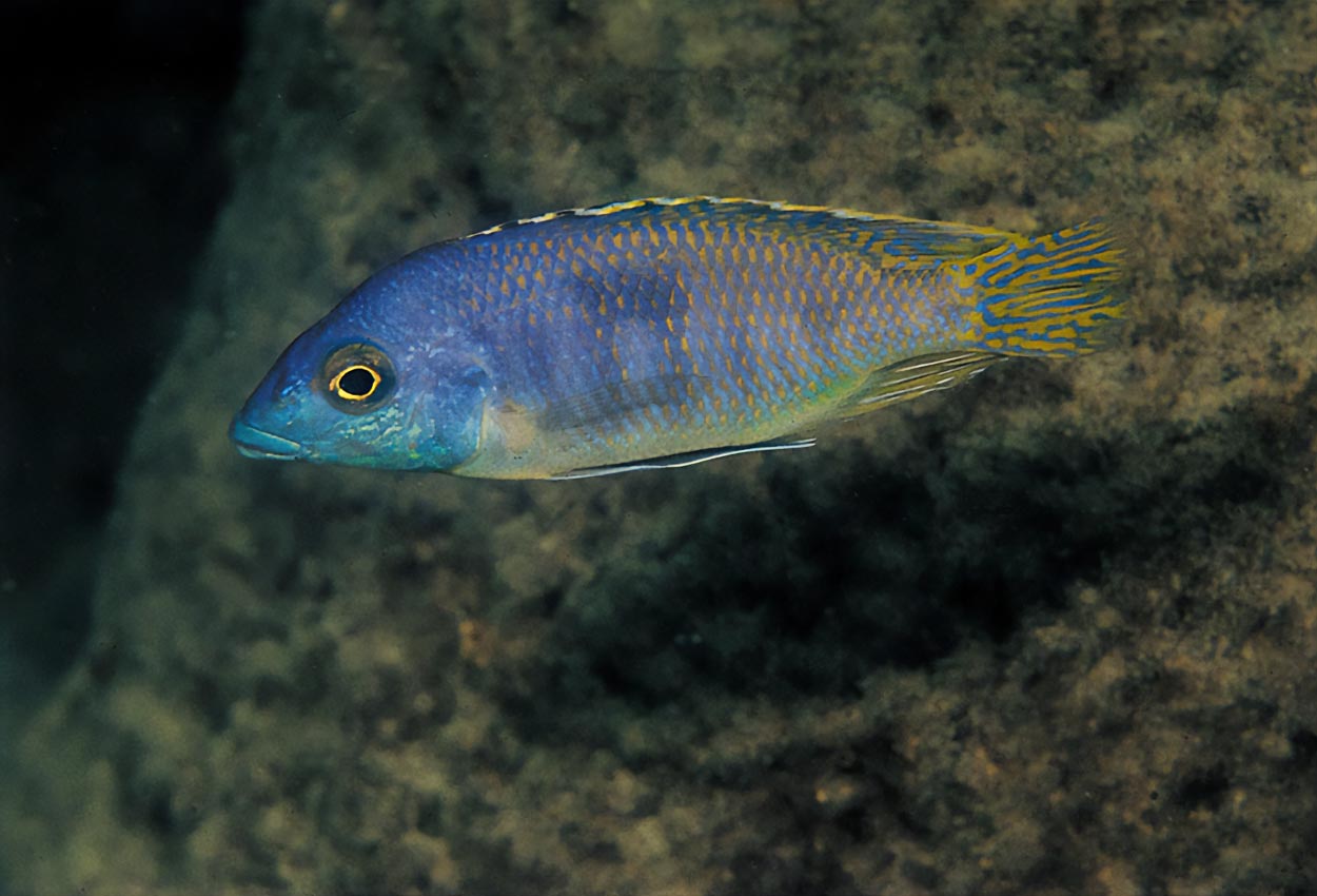 Treflekket mylochromis/otofarynx, langneset otopharynx