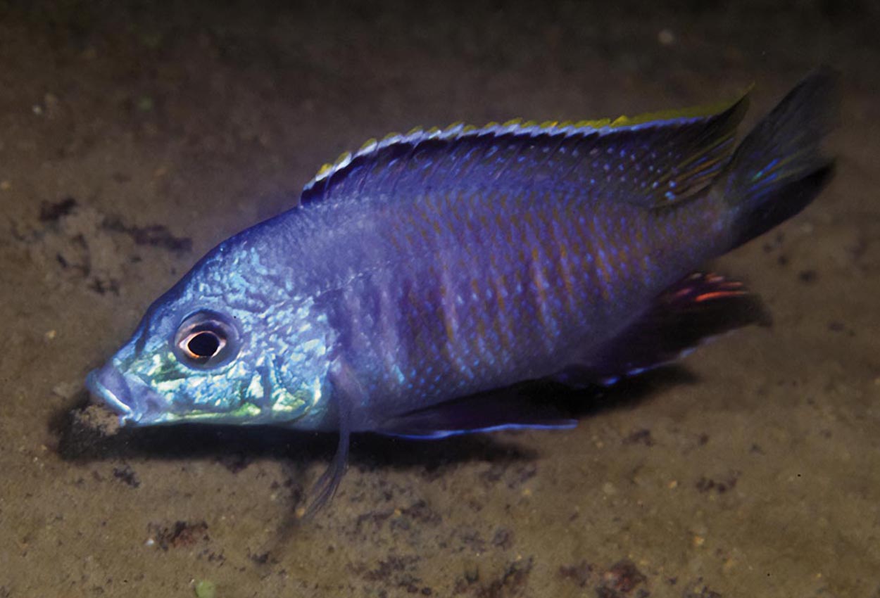 Blå oter haplochromis