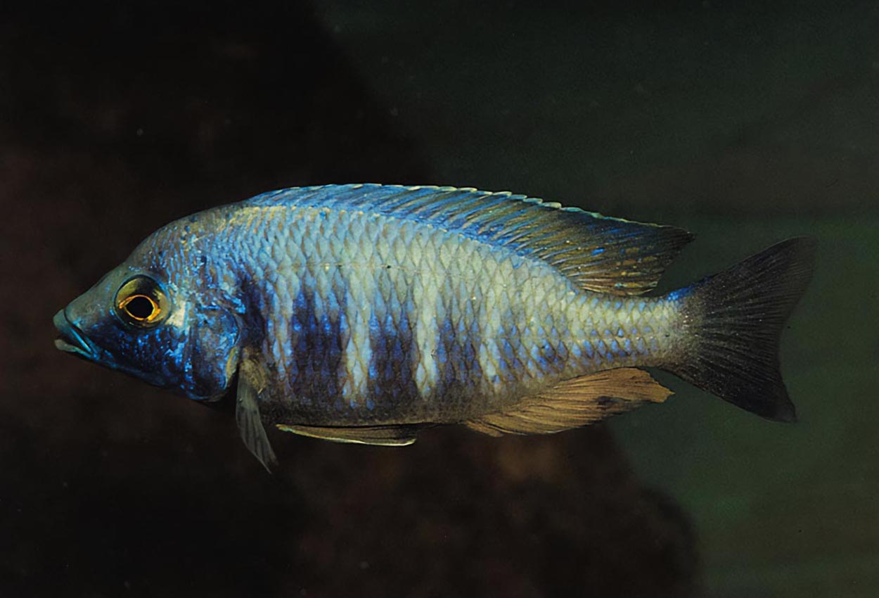 Electra blue, electra blue Hongi