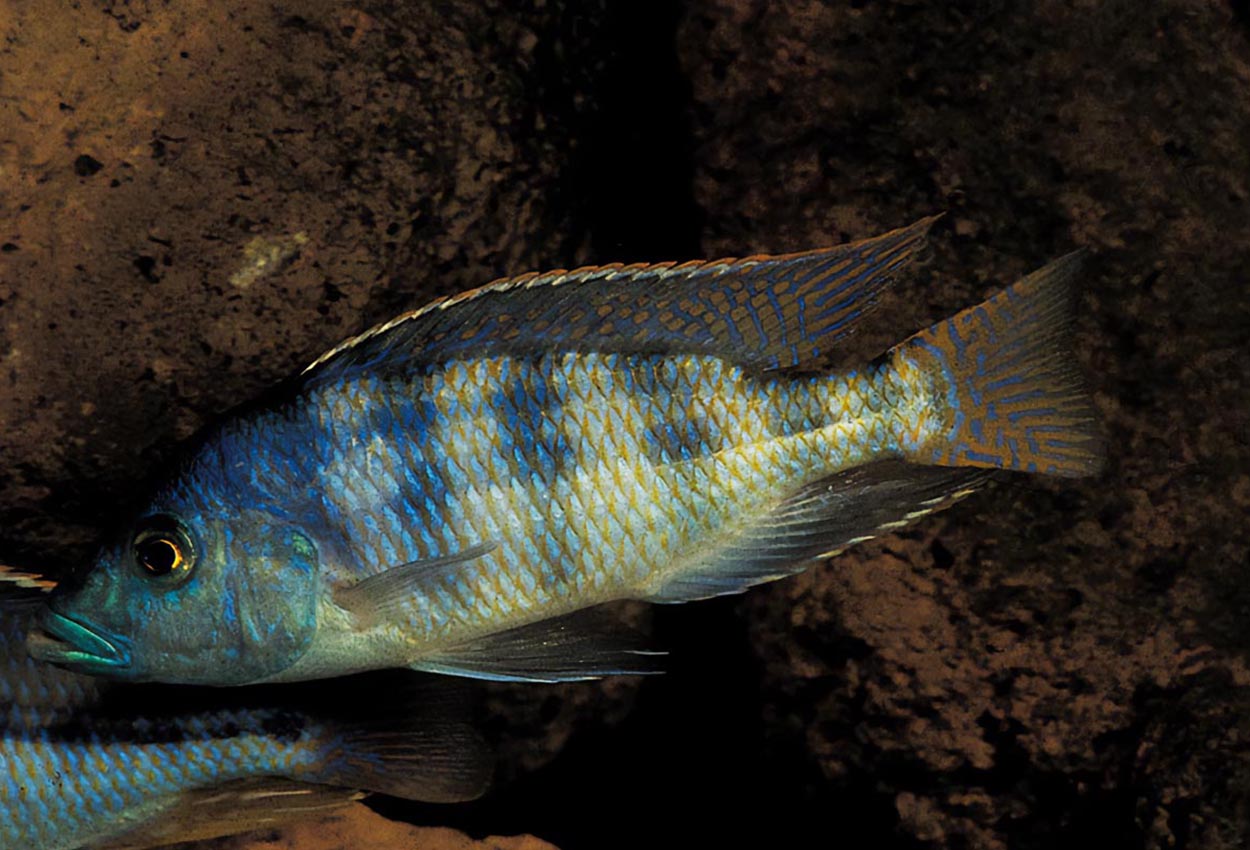 Johnstons haplis, Kachimanga, Masimbwe