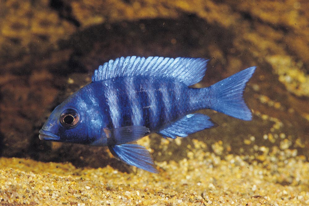 Placidochromis sp. "phenochilus tanzania", Lupingu