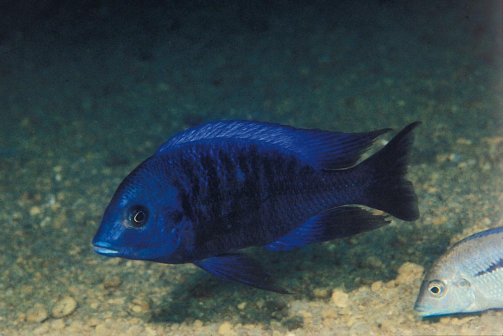 Protomelas annectens, Otter Point