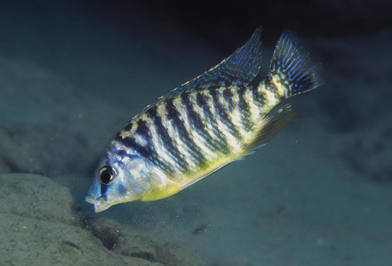 Fenestratus, steveni tykke stenger, steveni tiger