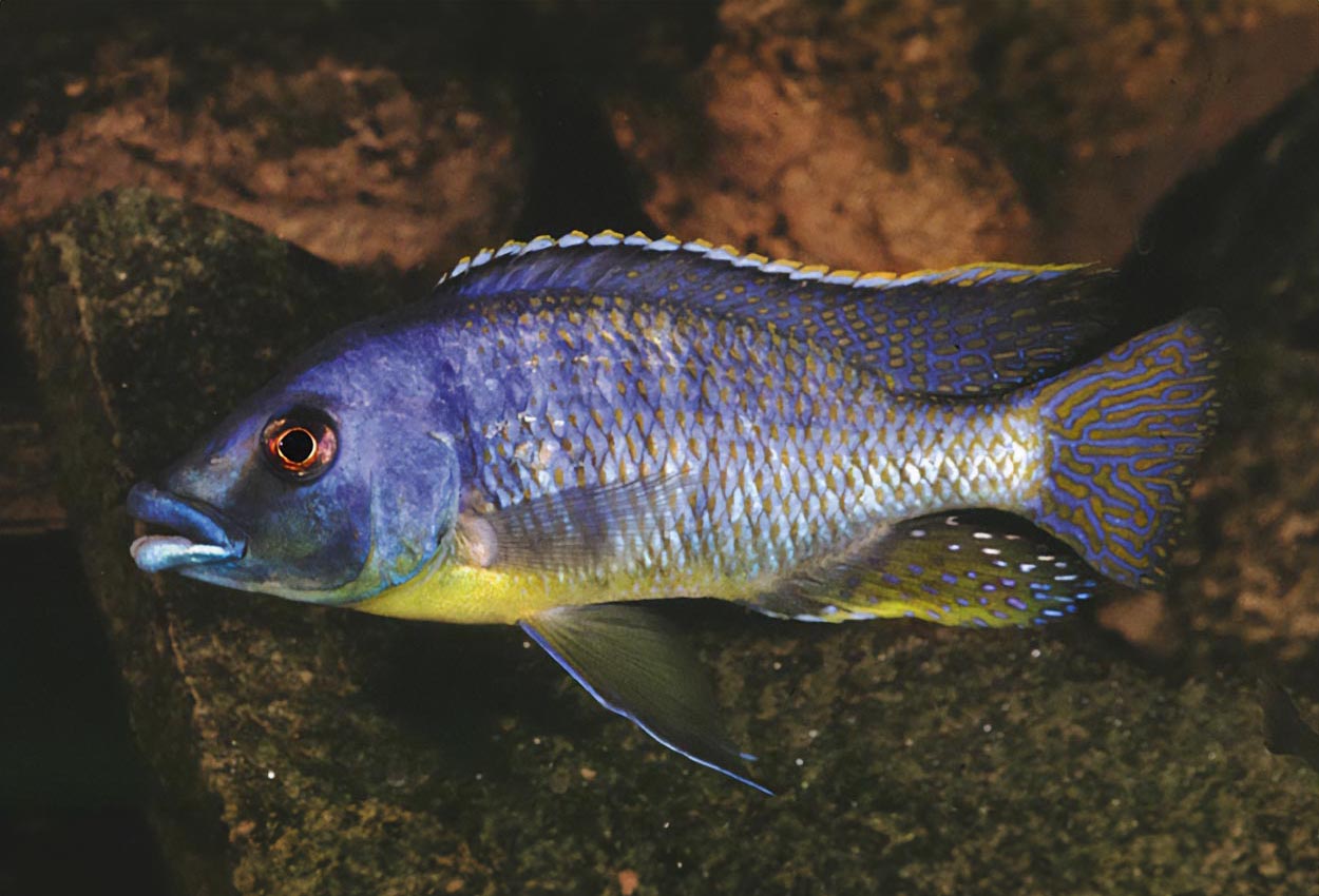 Flavimanus, tykkleppet ornatus