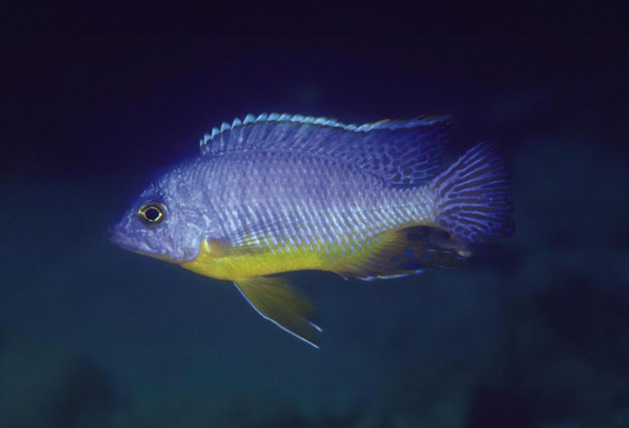 Masinje-taeniolatus, gulbuket taeniolatus