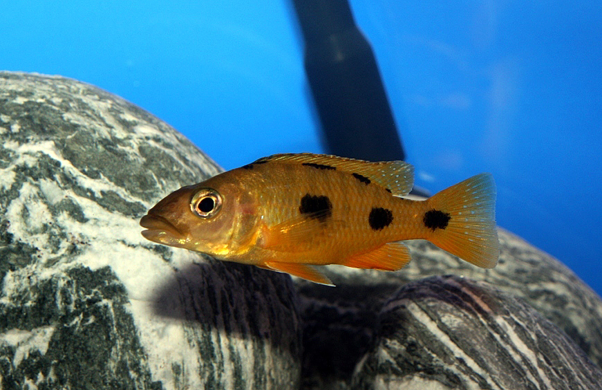 Exochochromis anagenys