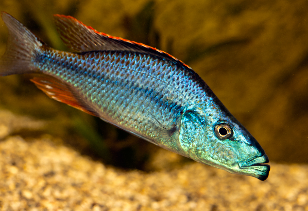 Dimidiochromis compressiceps