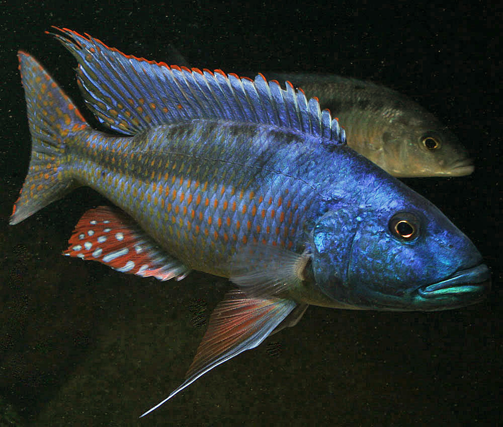 Champsochromis spilorhynchus