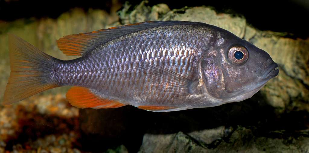 Copadichromis borleyi, Kadango