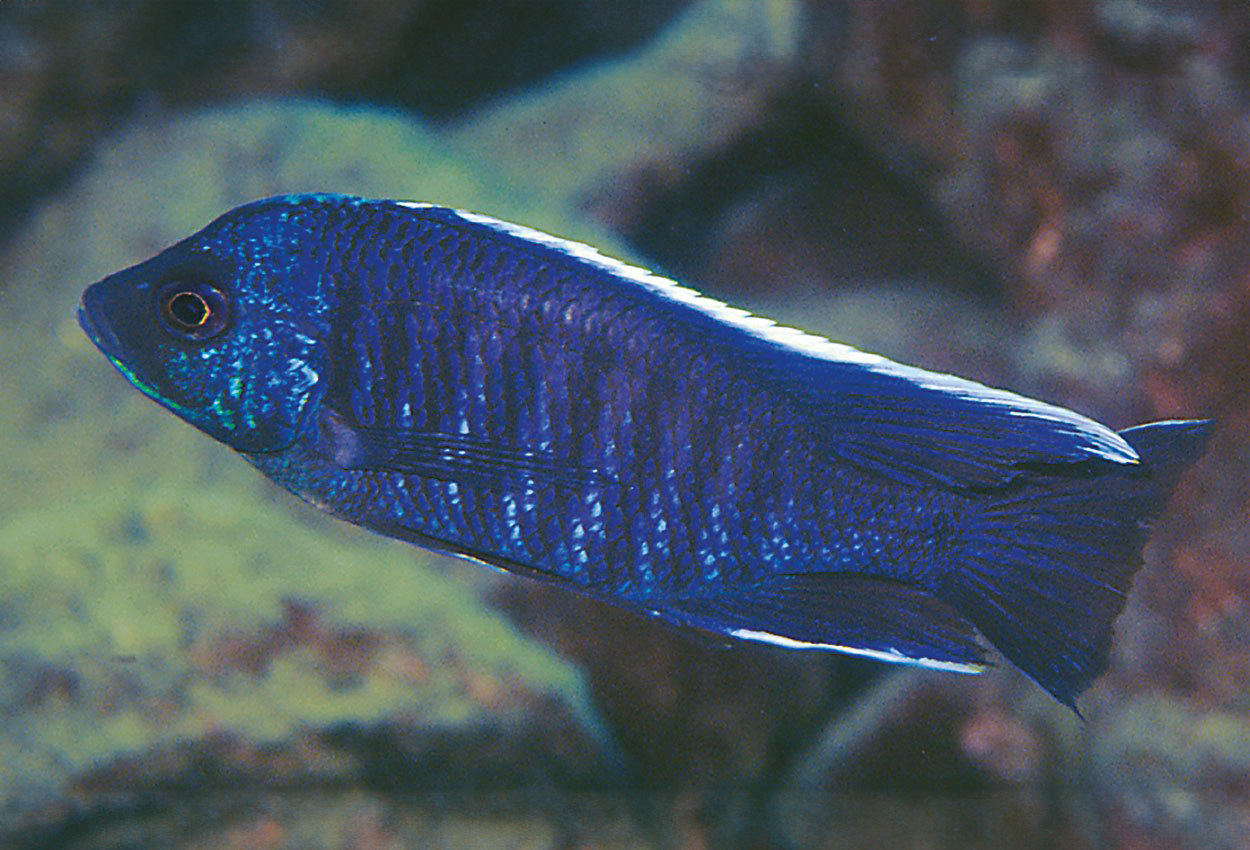Blue face-utaka