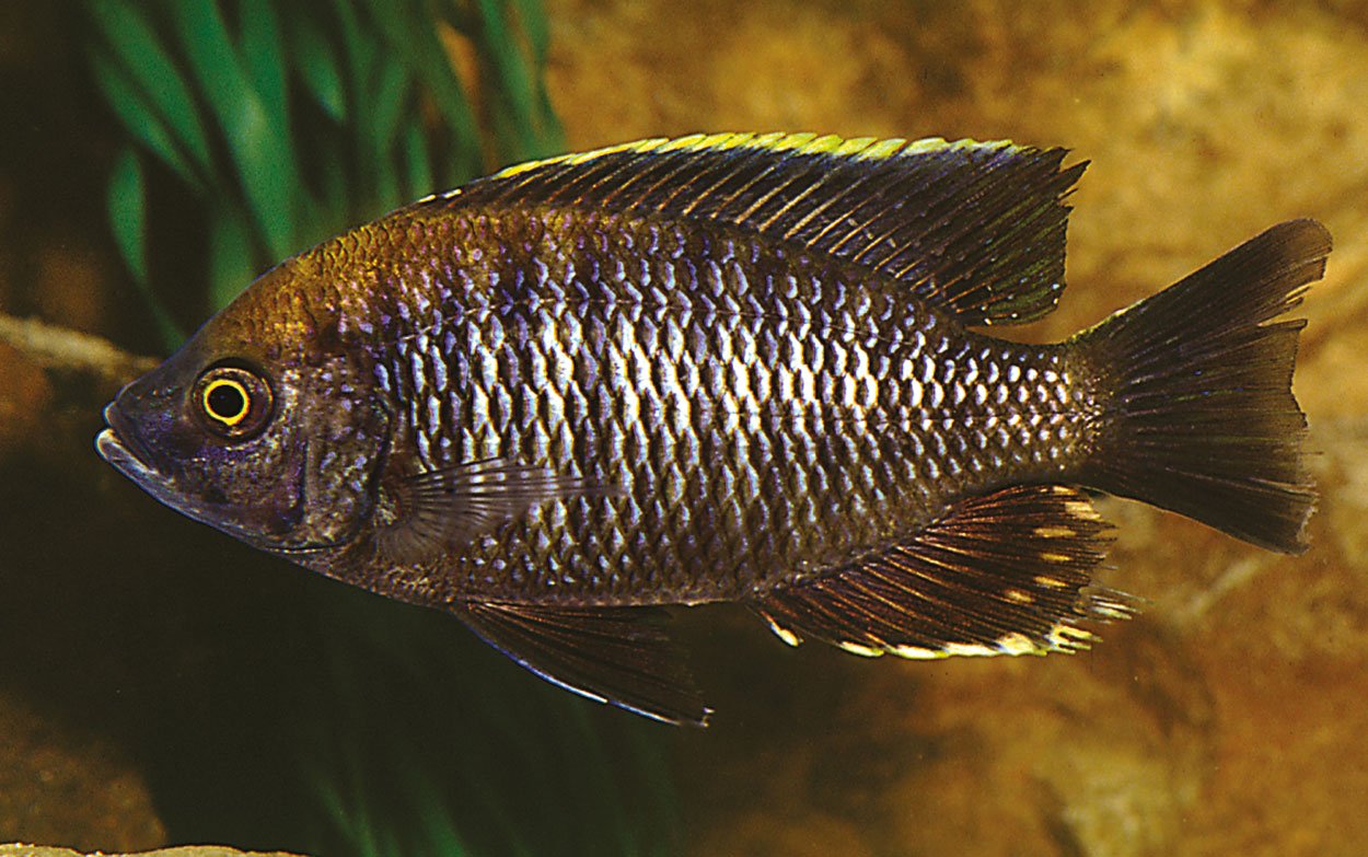 Copadichrimis, 'flavimanus lundu' 