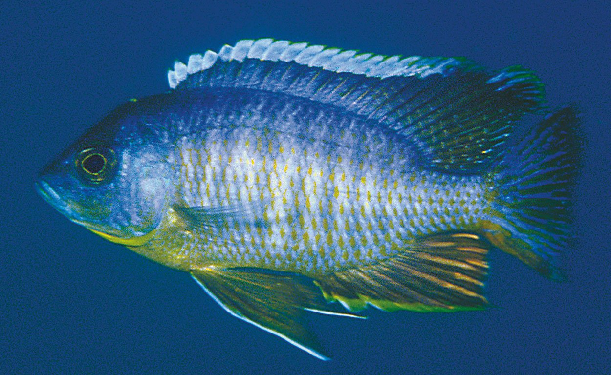 Copadichromis sp. 'mbenji blue', Mbenji