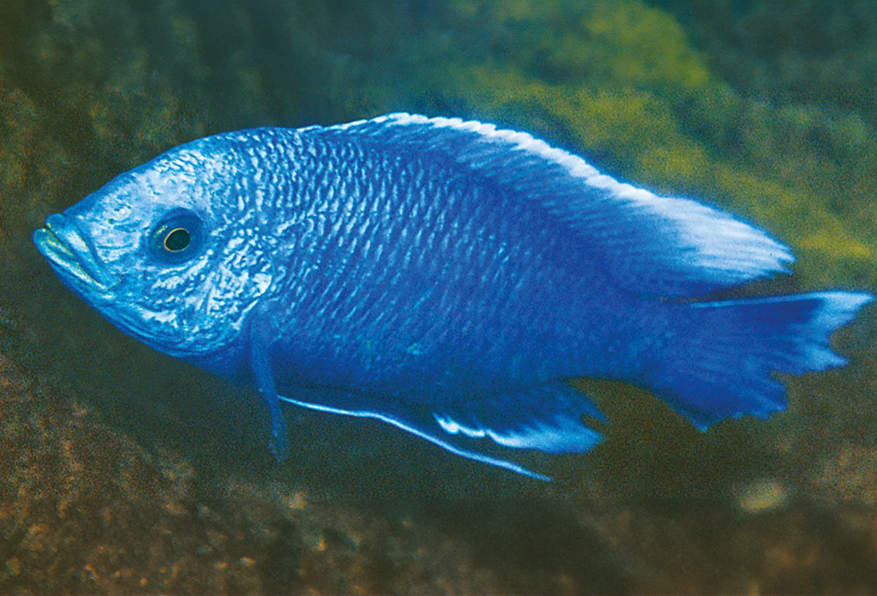 Gul jumbo copadichromis