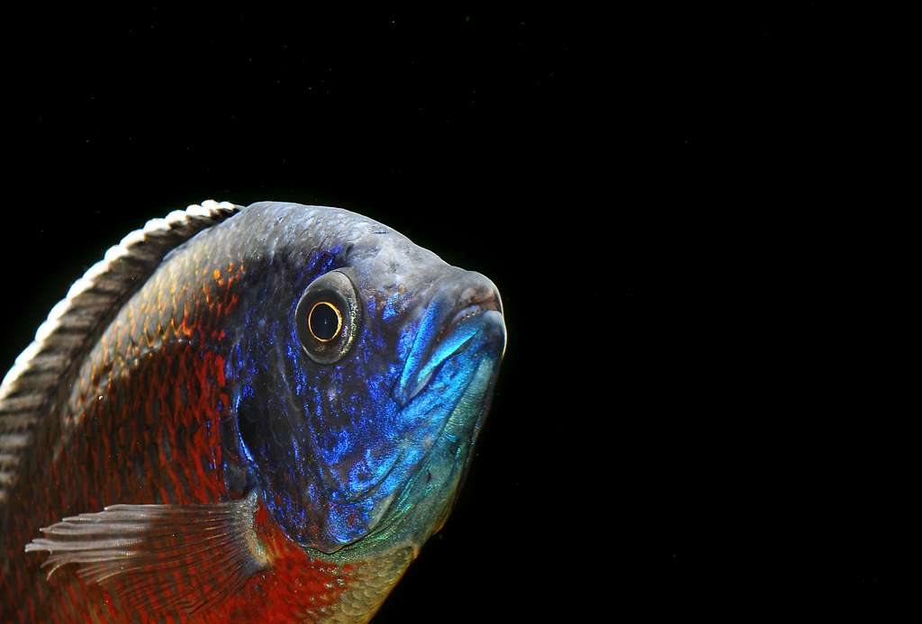 Copadichromis borleyi, Kadango