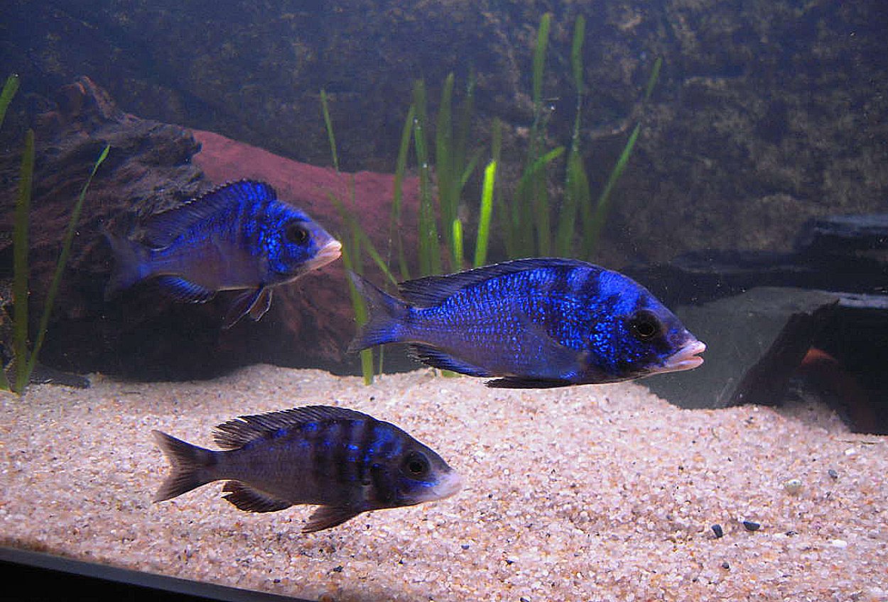 Placidochromis phenochilus, Mdoka