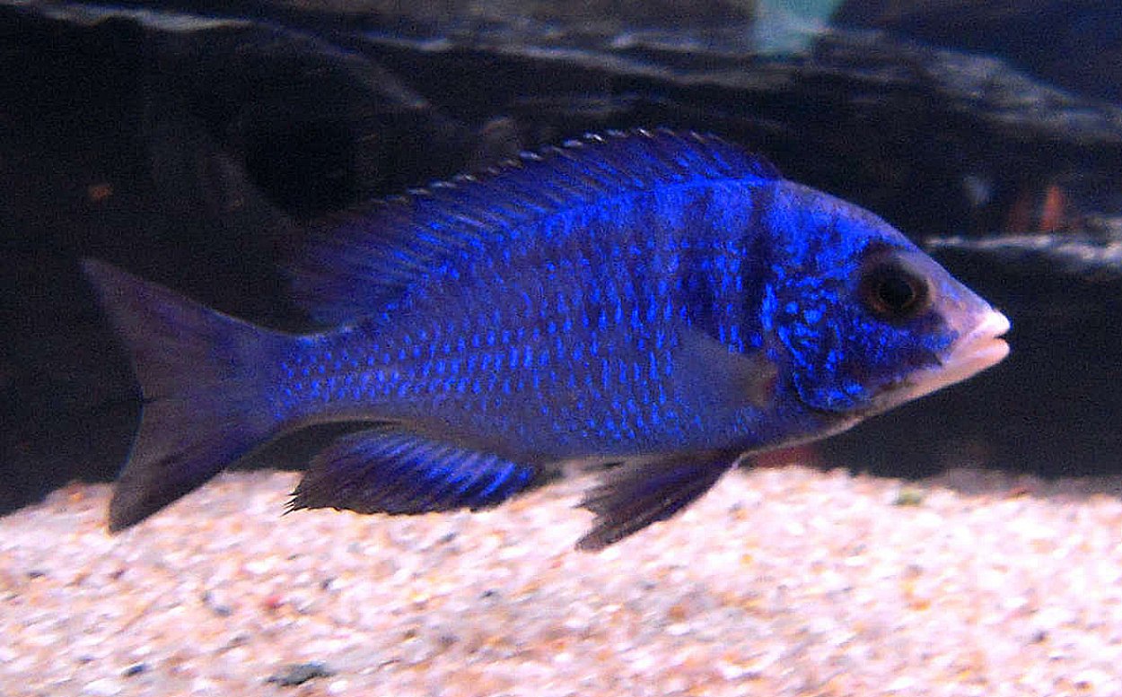Placidochromis phenochilus, Mdoka