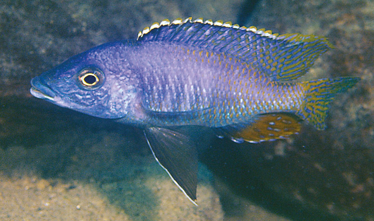 Mylochromis sp. 'lateristriga makanjila, Gome