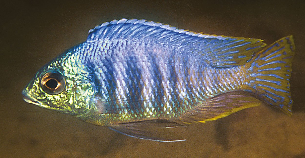 Placidochromis  sp. 'jalo'