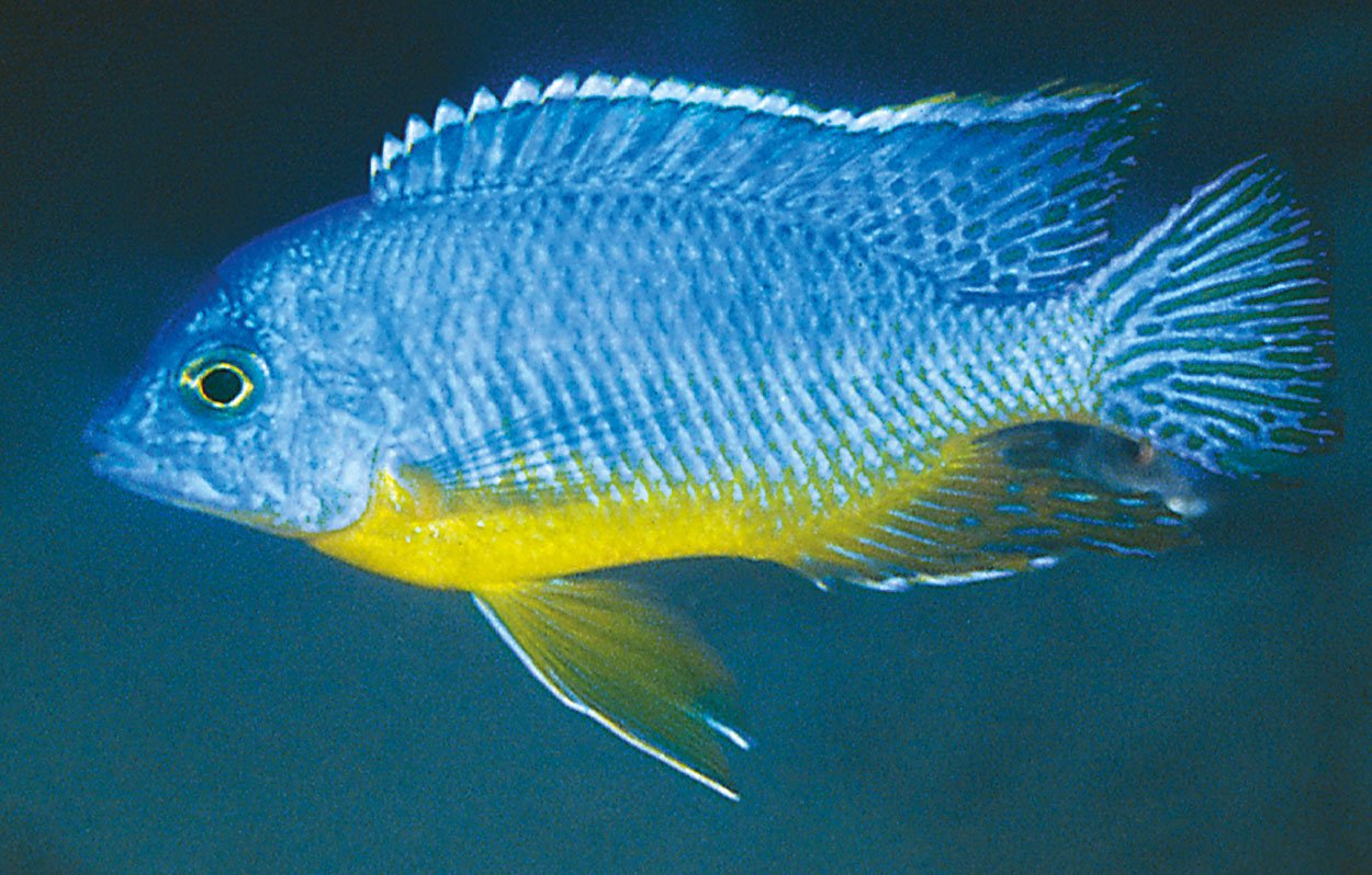 Protomelas sp. 'steveni imperial', Gome 
