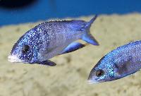 Placidochromis phenochilus, Mdoka
