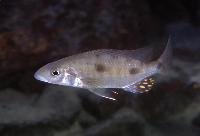 Stigmatochromis pholidophorus, Gome