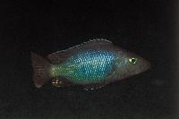 Stigmatochromis melanchros