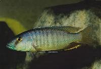 Taeniochromis holotaenia
