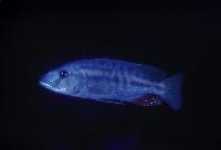 Tyrannochromis nigriventer, Gome