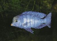 Cyrtocara moorii