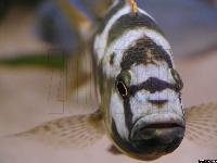 Nimbochromis livingstonii