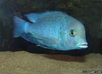 Cyrtocara moorii