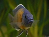 Copadichromis borleyi, Kadango