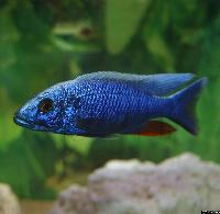 Sciaenochromis fryeri