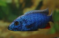 Sciaenochromis fryeri