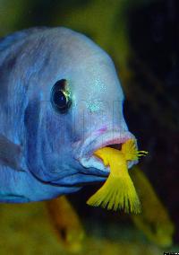 Cyrtocara moorii + Pseudotropheus saulosi