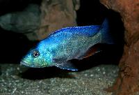 Nimbochromis livingstonii