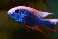 Sciaenochromis fryeri, icebergi purple