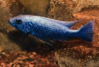 Sciaenochromis fryeri, iceberg