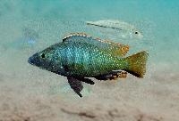 Stigmatochromis melanchros