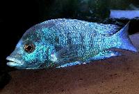 Placidochromis sp. 'phenochilus gissel'