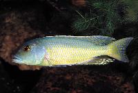 Buccochromis lepturus, Senga Bay