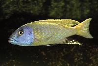 Buccochromis rhoadesii