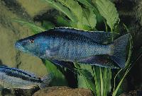 Champsochromis spilorhynchus. Chizumulu