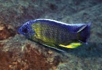 Copadichromis borleyi, Lupingu