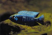 Copadichromis chrysonotus
