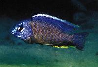 Copadichromis mbenjii, Mbenji