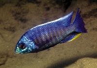 Copadichromis verduyni, Ntekete